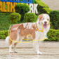 🔥Hot Sale 50% Off!!☔Transparent Raincoat For Dog🐾