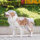 🔥Hot Sale 50% Off!!☔Transparent Raincoat For Dog🐾