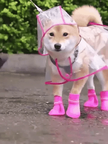 🔥Hot Sale 50% Off!!☔Transparent Raincoat For Dog🐾